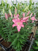 [5374 Maurena VZ No01.JPG]